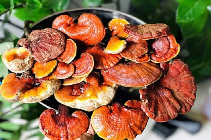 Nấm lim xanh có nhiều công dụng tốt đối với sức khỏe. Nấm lim xanh có nhiều công dụng tốt đối với sức khỏe.