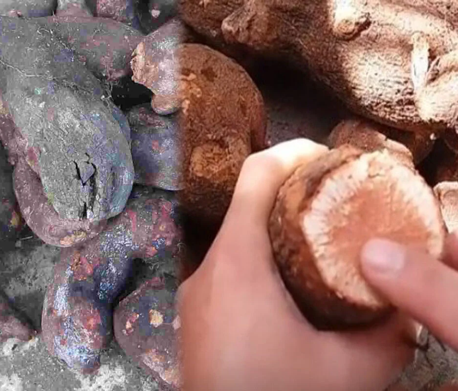 Tầm Gửi Nghiến | 1 Kg 2 tầm gửi nghiến khô loại 1